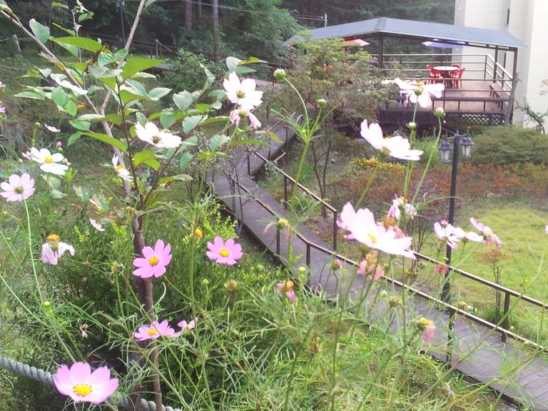 가을의 산책로1